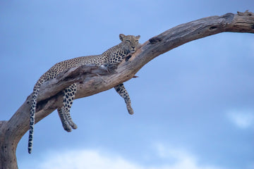 Fotografía: Atardecer con Leopardo, Samburu, Kenya