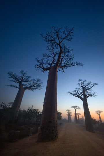 Fotografía: Los Baobabs del Principito, Madagascar