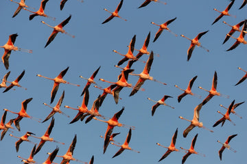 Fotografía: Los flamingos de la Guajira, Colombia