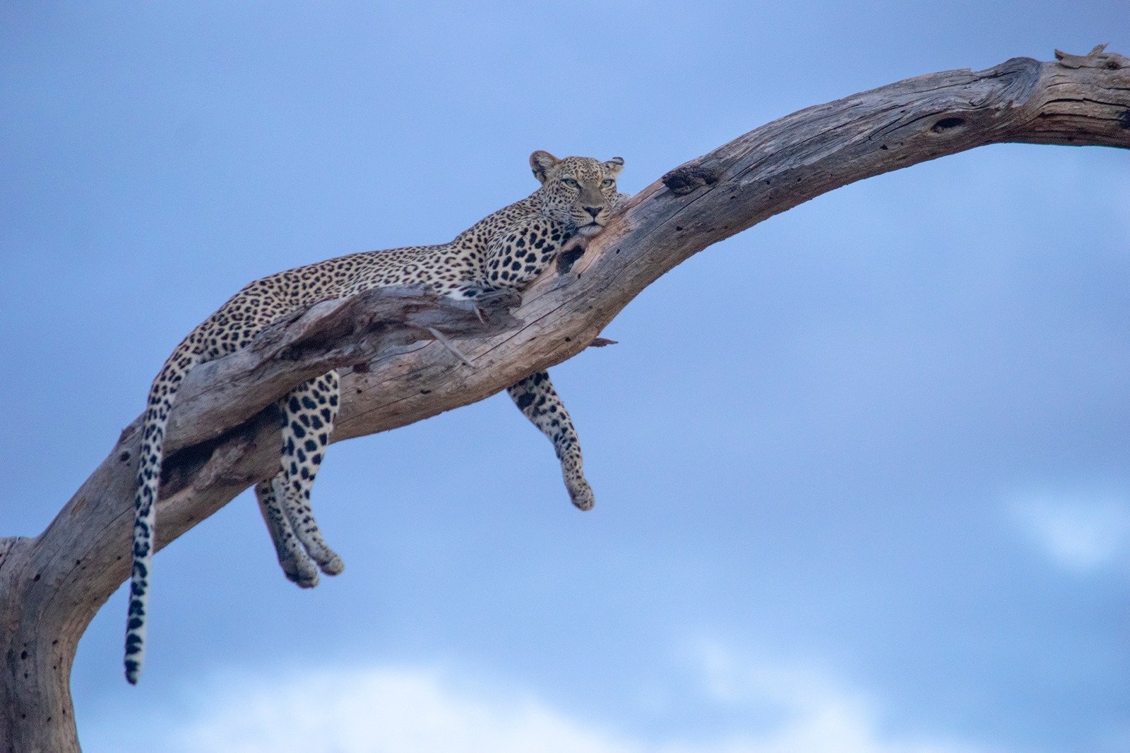 Atardecer con Leopardo, Samburu, Kenya - Byfield Travel