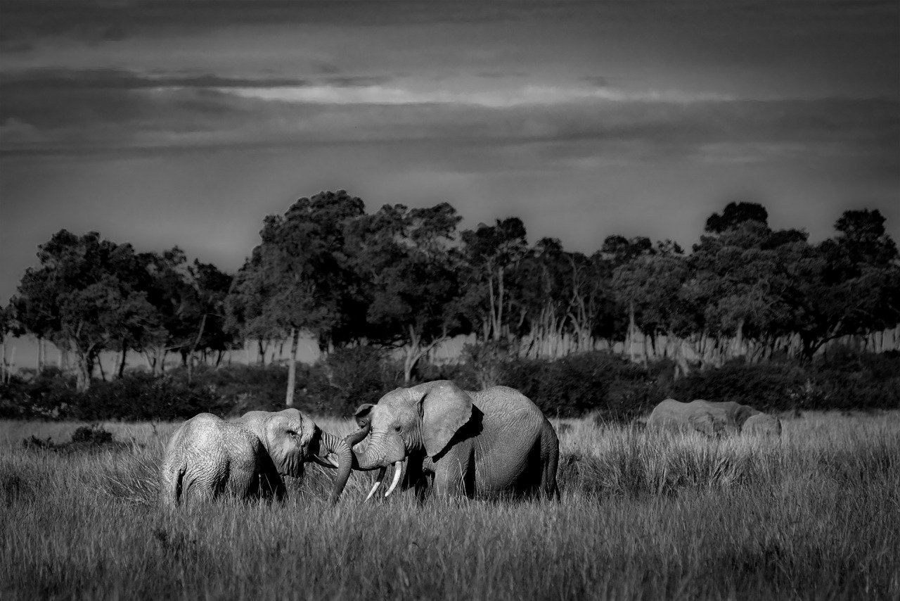 Fotografía: El inolvidable y eterno beso de un elefante, Kenya