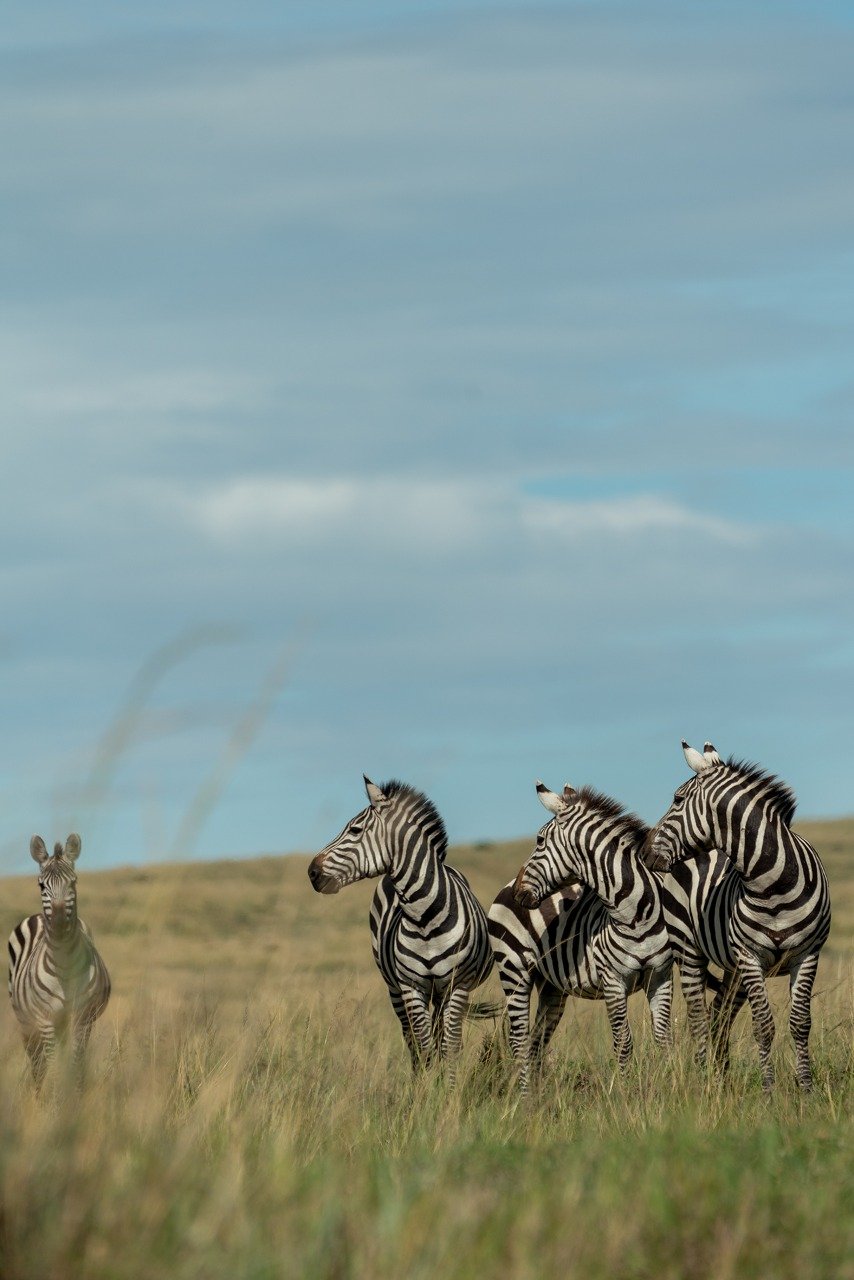 Fotografía: Las sabanas del Serengeti, Tanzania