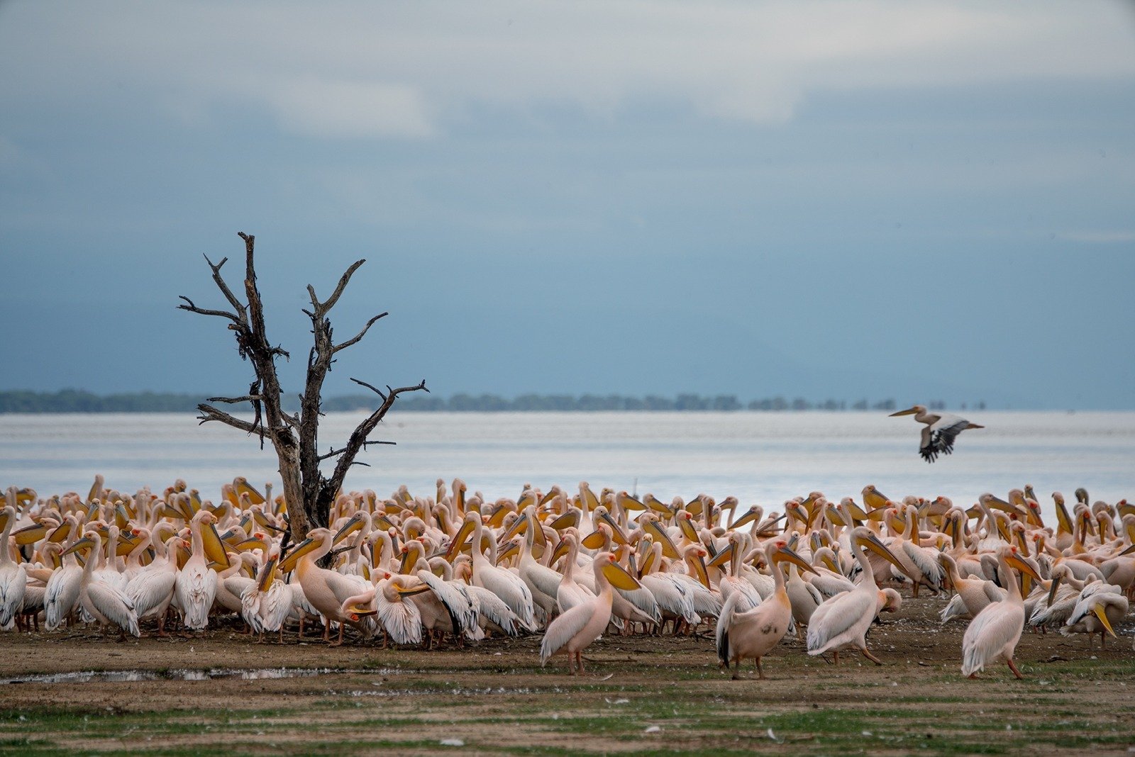 Los pelícanos de Tanzania - Byfield Travel